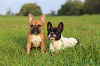 2 Franzsische Bulldoggen