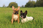 2 Franzsische Bulldoggen