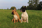 2 Franzsische Bulldoggen
