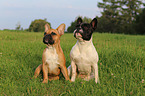 2 Franzsische Bulldoggen