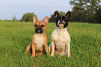 2 Franzsische Bulldoggen