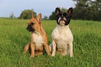 2 Franzsische Bulldoggen
