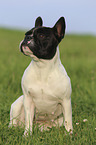 sitzende Franzsische Bulldogge