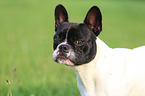 Franzsische Bulldogge Portrait