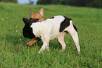2 Franzsische Bulldoggen