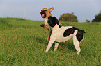 2 Franzsische Bulldoggen