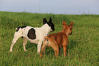 2 Franzsische Bulldoggen