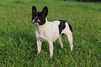 Franzsische Bulldogge
