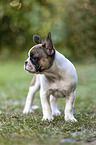 Franz�sische Bulldogge Welpe