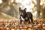 Franzsische Bulldogge im Herbst