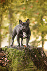 stehende Franzsische Bulldogge