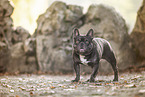 stehende Franzsische Bulldogge