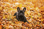 Franzsische Bulldogge im Herbst