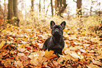 Franzsische Bulldogge im Herbst