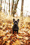Franzsische Bulldogge im Herbst