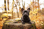 Franzsische Bulldogge im Herbst