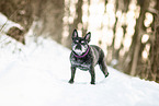 Franzsische Bulldogge im Winter