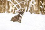 Franzsische Bulldogge im Winter