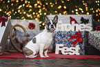 Franzsische Bulldogge in Weihnachtsdeko