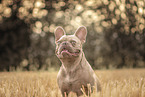 Franz�sische Bulldogge auf Stoppelfeld