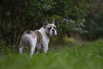 Franz�sische Bulldogge