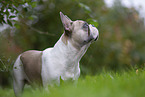 Franzsische Bulldogge