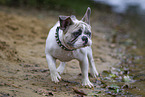 Franzsische Bulldogge