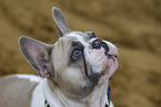 Franzsische Bulldogge