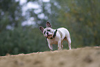 Franzsische Bulldogge