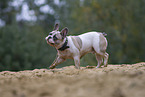 Franzsische Bulldogge