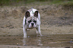 Franzsische Bulldogge