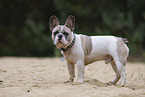 Franzsische Bulldogge