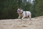 Franzsische Bulldogge