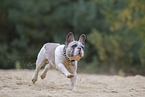 Franzsische Bulldogge