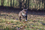 Franzsische Bulldogge