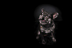 Franzsische Bulldogge Hndin