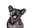 Französische Bulldogge Portrait