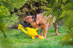 Franzsische Bulldogge mit Gummihuhn