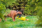 Franzsische Bulldogge mit Gummihuhn