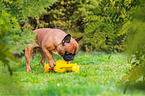 Franzsische Bulldogge mit Gummihuhn