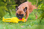 Franzsische Bulldogge mit Gummihuhn