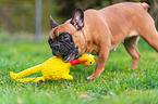 Franzsische Bulldogge mit Gummihuhn