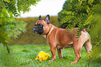 Franzsische Bulldogge mit Gummihuhn