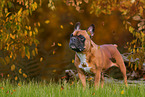 Französische Bulldogge im Herbst