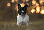 erwachsene Franzsische Bulldogge