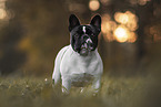 erwachsene Franzsische Bulldogge