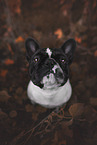 erwachsene Franzsische Bulldogge