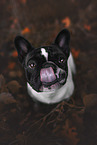 erwachsene Franzsische Bulldogge
