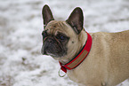 Franzsische Bulldogge Portrait