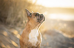 Franzsische Bulldogge am Strand